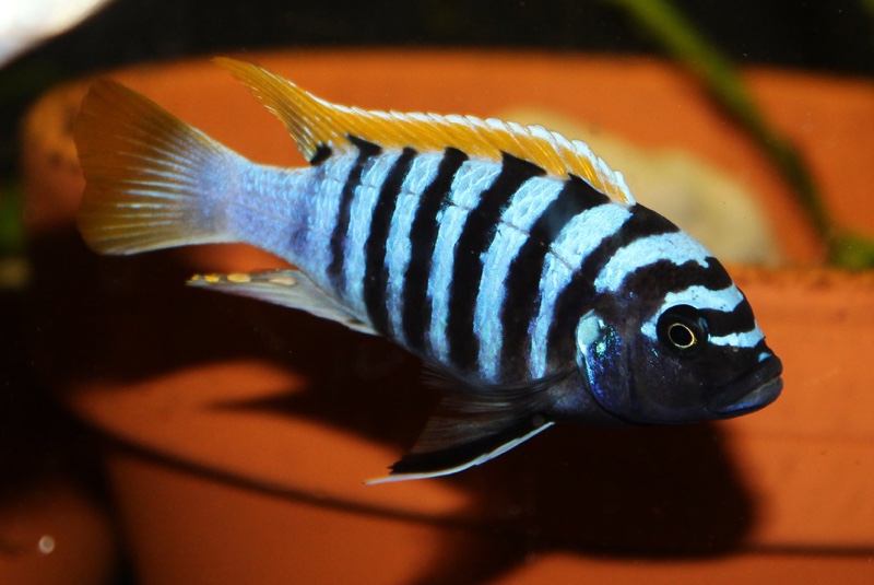 Maylandia pyrsonotos 'Mkondiwa Reef'